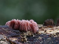 Stemonitis fusca 17, Gebundeld netpluimpje, Saxifraga-Luuk Vermeer