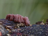 Stemonitis fusca 18, Gebundeld netpluimpje, Saxifraga-Luuk Vermeer