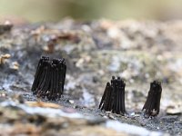 Stemonitis fusca 19, Gebundeld netpluimpje, Saxifraga-Luuk Vermeer