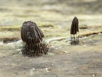 Stemonitis fusca 2, Gebundeld netpluimpje, Saxifraga-Luuk Vermeer