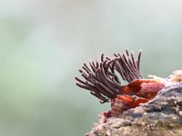 Stemonitis fusca 20, Gebundeld netpluimpje, Saxifraga-Luuk Vermeer