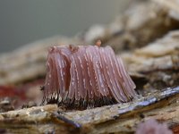 Stemonitis fusca 21, Gebundeld netpluimpje, Saxifraga-Luuk Vermeer