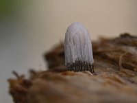 Stemonitis fusca 25, Gebundeld netpluimpje, Saxifraga-Luuk Vermeer