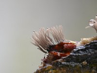 Stemonitis fusca 29, Gebundeld netpluimpje, Saxifraga-Luuk Vermeer