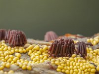 Stemonitis fusca 3, Gebundeld netpluimpje, Saxifraga-Luuk Vermeer