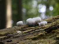 Stemonitis fusca 30, Gebundeld netpluimpje, Saxifraga-Luuk Vermeer