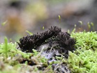 Stemonitis fusca 33, Gebundeld netpluimpje, Saxifraga-Luuk Vermeer