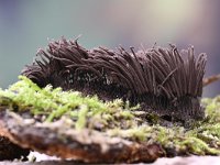 Stemonitis fusca 34, Gebundeld netpluimpje, Saxifraga-Luuk Vermeer