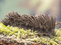 Stemonitis fusca 35, Gebundeld netpluimpje, Saxifraga-Luuk Vermeer