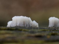 Stemonitis fusca 36, Gebundeld netpluimpje, Saxifraga-Luuk Vermeer