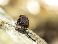 Stemonitis fusca 4, Gebundeld netpluimpje, Saxifraga-Luuk Vermeer