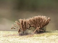 Stemonitis fusca 41, Gebundeld netpluimpje, Saxifraga-Luuk Vermeer