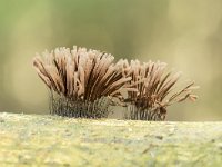 Stemonitis fusca 42, Gebundeld netpluimpje, Saxifraga-Luuk Vermeer