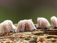 Stemonitis fusca 44, Gebundeld netpluimpje, Saxifraga-Luuk Vermeer