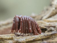 Stemonitis fusca 45, Gebundeld netpluimpje, Saxifraga-Luuk Vermeer