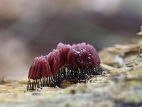 Stemonitis fusca 46, Gebundeld netpluimpje, Saxifraga-Luuk Vermeer