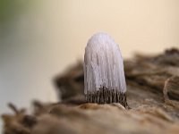 Stemonitis fusca 48, Gebundeld netpluimpje, Saxifraga-Luuk Vermeer