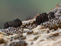 Stemonitis fusca 5, Gebundeld netpluimpje, Saxifraga-Luuk Vermeer