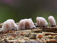 Stemonitis fusca 50, Gebundeld netpluimpje, Saxifraga-Luuk Vermeer