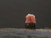 Stemonitis fusca 53, Gebundeld netpluimpje, Saxifraga-Luuk Vermeer