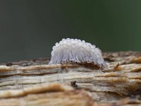 Stemonitis fusca 6, Gebundeld netpluimpje, Saxifraga-Luuk Vermeer