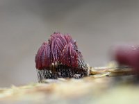 Stemonitis fusca 7, Gebundeld netpluimpje, Saxifraga-Luuk Vermeer