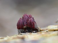 Stemonitis fusca 8, Gebundeld netpluimpje, Saxifraga-Luuk Vermeer