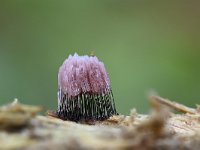 Stemonitis fusca 9, Gebundeld netpluimpje, Saxifraga-Luuk Vermeer