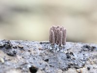 Stemonitopsis microspora 1, Kleinsporig schijnpluimpje, Saxifraga-Luuk Vermeer