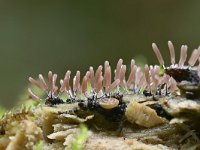 Stemonitopsis typhina 11, Zilveren schijnpluimpje, Saxifraga-Luuk Vermeer