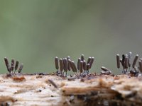 Stemonitopsis typhina 12, Zilveren schijnpluimpje, Saxifraga-Luuk Vermeer