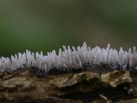 Stemonitopsis typhina 13, Zilveren schijnpluimpje, Saxifraga-Luuk Vermeer