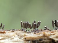 Stemonitopsis typhina 17, Zilveren schijnpluimpje, Saxifraga-Luuk Vermeer