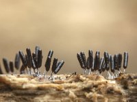 Stemonitopsis typhina 18, Zilveren schijnpluimpje, Saxifraga-Luuk Vermeer