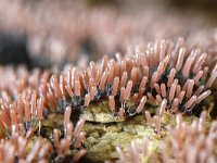 Stemonitopsis typhina 23, Zilveren schijnpluimpje, Saxifraga-Luuk Vermeer