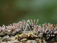 Stemonitopsis typhina 3, Zilveren schijnpluimpje, Saxifraga-Luuk Vermeer