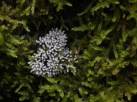 Stemonitopsis typhina 9, Zilveren schijnpluimpje, Saxifraga-Luuk Vermeer