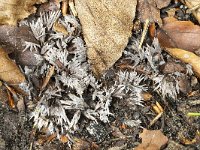 Thelephora penicillata 2, Penseelfranjezwam, Saxifraga-Luuk Vermeer