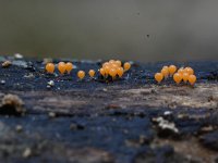 Trichia decipiens 16, Peervormig draadwatje, Saxifraga-Luuk Vermeer