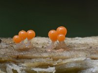 Trichia decipiens 17, Peervormig draadwatje, Saxifraga-Luuk Vermeer