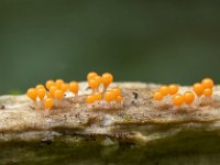 Trichia decipiens 2, Peervormig draadwatje, Saxifraga-Luuk Vermeer