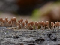 Trichia decipiens 23, Peervormig draadwatje, Saxifraga-Luuk Vermeer