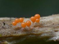 Trichia decipiens 27, Peervormig draadwatje, Saxifraga-Luuk Vermeer