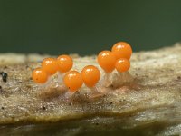 Trichia decipiens 3, Peervormig draadwatje, Saxifraga-Luuk Vermeer