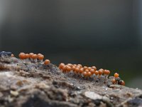 Trichia decipiens 30, Peervormig draadwatje, Saxifraga-Luuk Vermeer