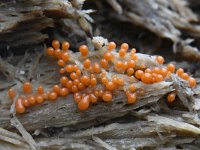 Trichia decipiens 31, Peervormig draadwatje, Saxifraga-Luuk Vermeer