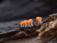 Trichia decipiens 36, Peervormig draadwatje, Saxifraga-Luuk Vermeer