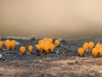 Trichia decipiens 4, Peervormig draadwatje, Saxifraga-Luuk Vermeer