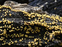 Trichia scabra 11, Gezellig draadwatje, Saxifraga-Luuk Vermeer