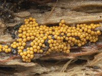 Trichia scabra 7, Gezellig draadwatje, Saxifraga-Luuk Vermeer